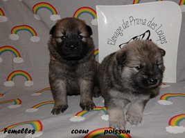 chiot eurasier