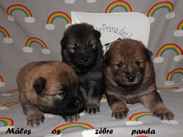 chiot eurasier