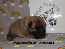 chiot eurasier