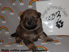 chiot eurasier