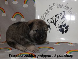 chiot eurasier