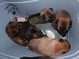 chiot eurasier