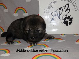 chiot eurasier