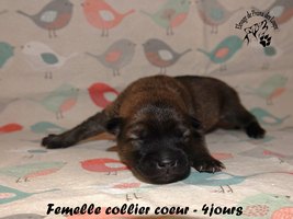 chiot eurasier