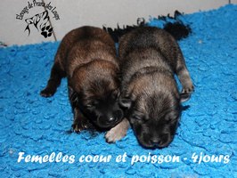 chiot eurasier