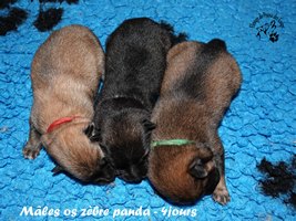 chiot eurasier