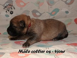 chiot eurasier