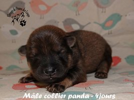 chiot eurasier