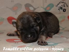 chiot eurasier