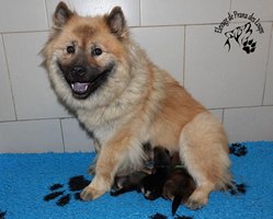 chiot eurasier