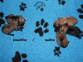 chiot eurasier