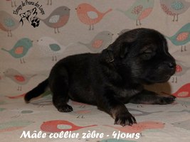 chiot eurasier