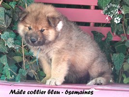 chiot eurasier