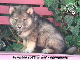 chiot eurasier