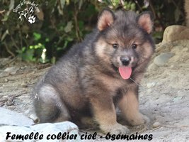 chiot eurasier