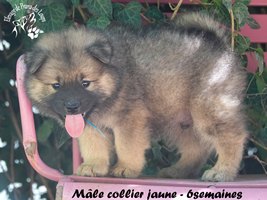 chiot eurasier