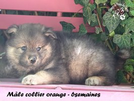 chiot eurasier