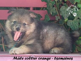 chiot eurasier