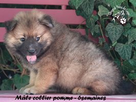 chiot eurasier