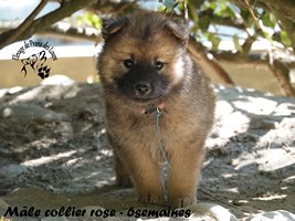 chiot eurasier