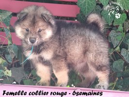 chiot eurasier
