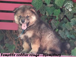 chiot eurasier
