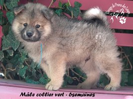 chiot eurasier