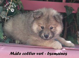 chiot eurasier