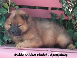 chiot eurasier