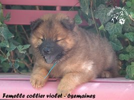 chiot eurasier