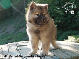 chiot eurasier