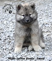 chiot eurasier