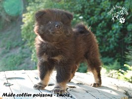 chiot eurasier