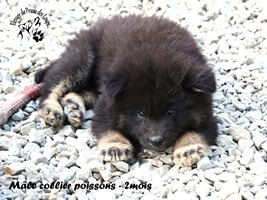 chiot eurasier