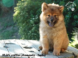 chiot eurasier
