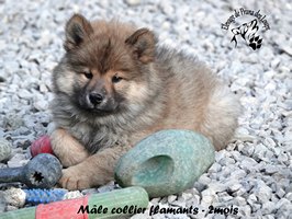 chiot eurasier