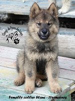 chiot eurasier