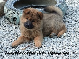 chiot eurasier