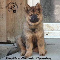 chiot eurasier