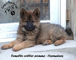 chiot eurasier