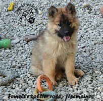 chiot eurasier