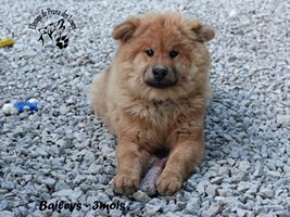 chiot eurasier