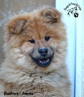 chiot eurasier