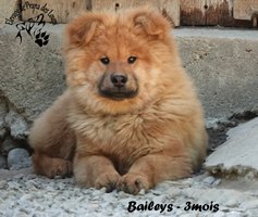 chiot eurasier