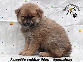 chiot eurasier