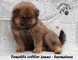 chiot eurasier