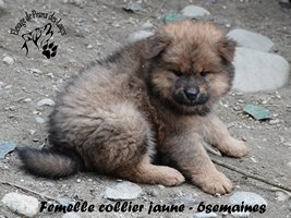 chiot eurasier