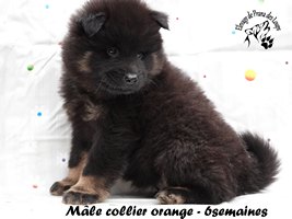 chiot eurasier