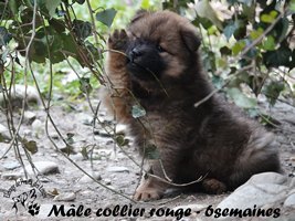 chiot eurasier