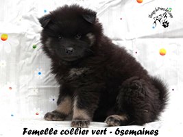 chiot eurasier
